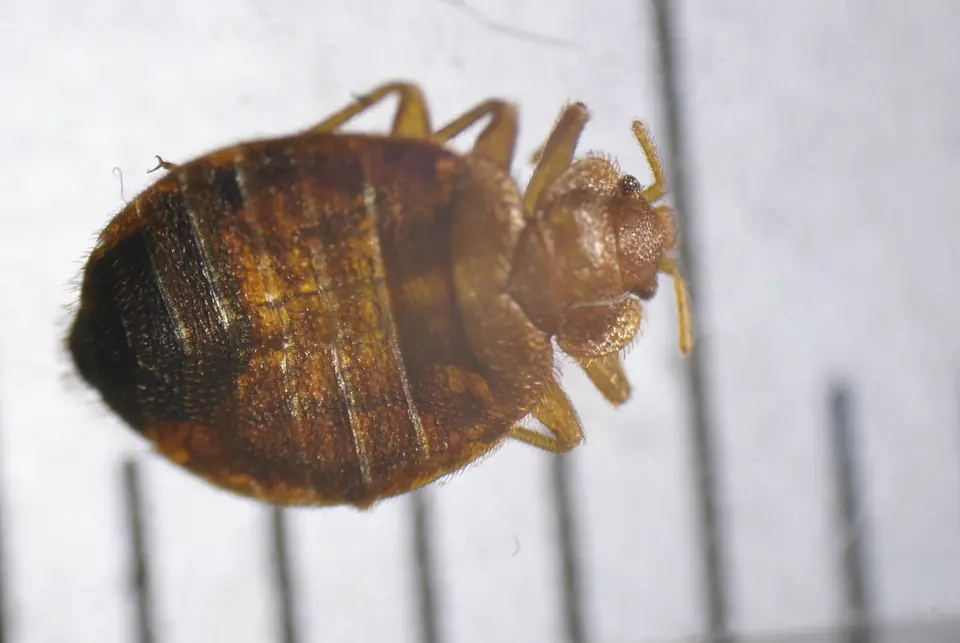 Adult bed bug seen from above beside the marks of a ruler