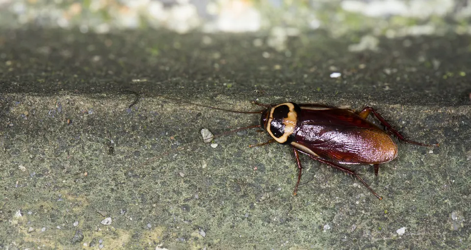 Large American cockroach crawling across a concrete surface outdoors