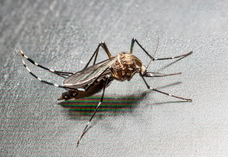 Asian tiger mosquito resting on a gray surface