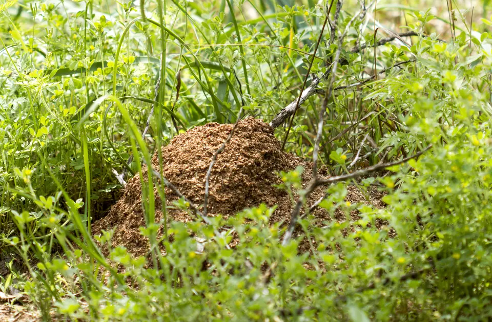 Loose soil fire ant mound rising out of low grass and weeds