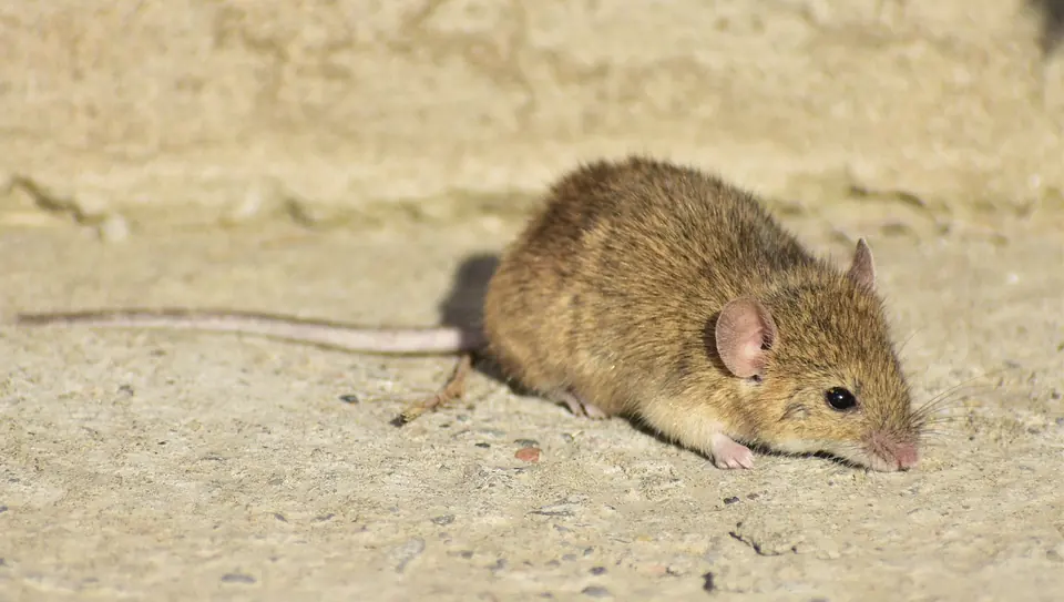 House mouse sniffing along a concrete floor next to a wall