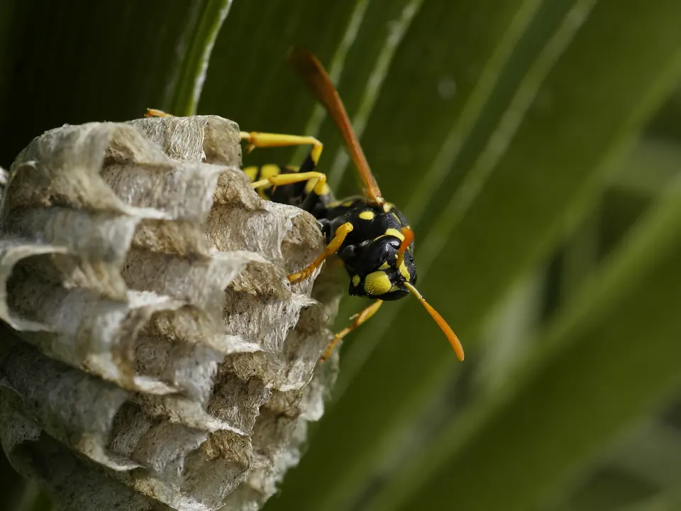 Paper wasp on its open-cell nest comb