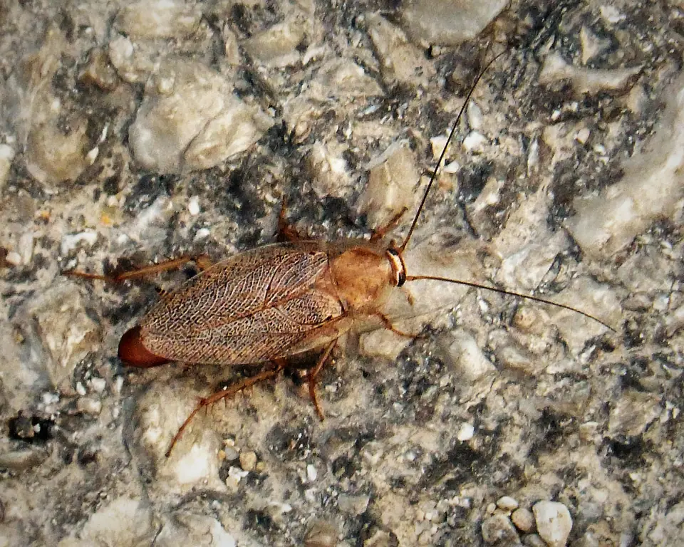Small brown cockroach resting on a leaf, close-up photo