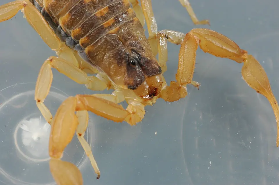 Striped bark scorpion with its pincers raised, close-up
