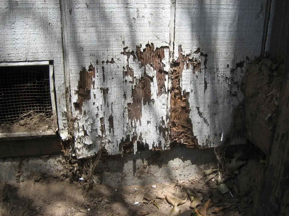 Termite damage eating through painted wood siding near a foundation vent